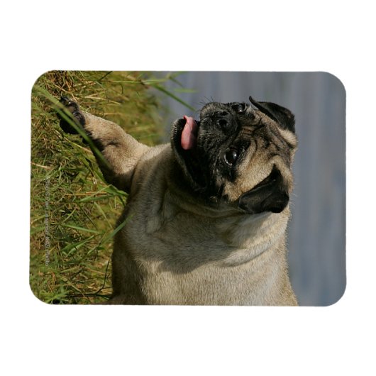 Mops in der Nähe des Wassers Magnet (Horizontal)