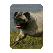 Mops in der Nähe des Wassers Magnet (Vertikal)
