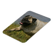 Mops in der Nähe des Wassers Magnet (Linke Seite)
