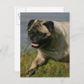 Mops in der Nähe des Wassers Postkarte (Vorne/Hinten)