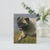 Mops in der Nähe des Wassers Postkarte (Stehend Vorderseite)