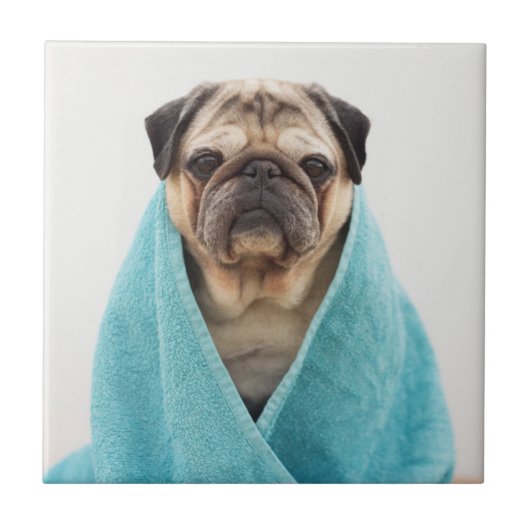 Mops in einem Handtuch Fliese (Vorderseite)