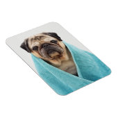 Mops in einem Handtuch Magnet (Rechte Seite)