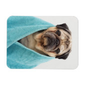 Mops in einem Handtuch Magnet (Horizontal)