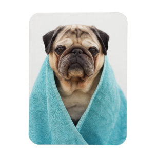 Mops in einem Handtuch Magnet