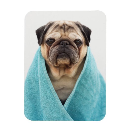 Mops in einem Handtuch Magnet (Vertikal)