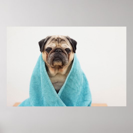 Mops in einem Handtuch Poster (Vorne)