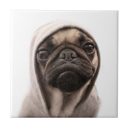 Mops in einem Hoodie Fliese (Vorderseite)