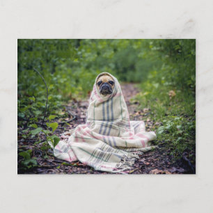 Mops in einer Blankette Postkarte