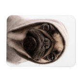 Mops in einer Hoodie Magnet (Horizontal)