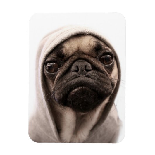 Mops in einer Hoodie Magnet (Vertikal)