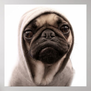 Mops in einer Hoodie Poster