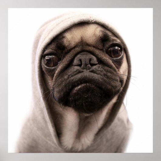 Mops in einer Hoodie Poster (Vorne)