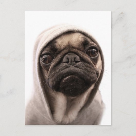 Mops in einer Hoodie Postkarte (Vorderseite)