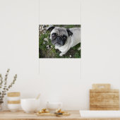 Mops in Kieselsteinen drucken Poster (Küche)