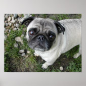 Mops in Kieselsteinen drucken Poster (Vorne)