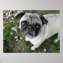 Mops in Kieselsteinen drucken