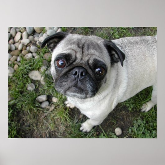 Mops in Kieselsteinen drucken Poster (Vorne)