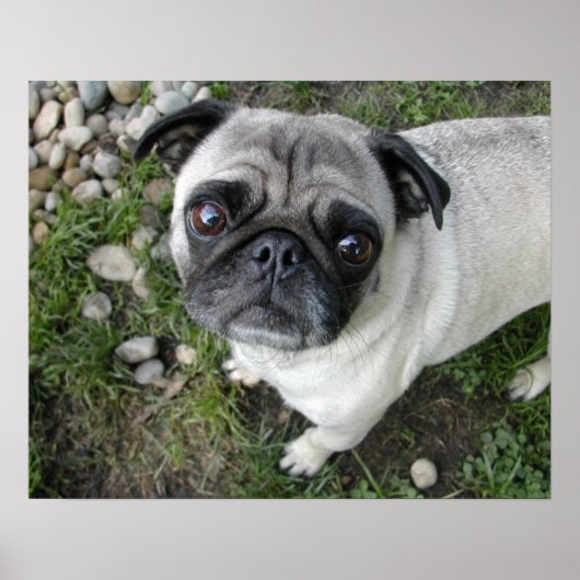 Mops in Kieselsteinen drucken Poster (Vorne)