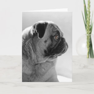 Mops in Profil Karte