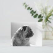 Mops in Profil Postkarte (Stehend Vorderseite)