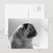 Mops in Profil Postkarte (Vorne/Hinten)