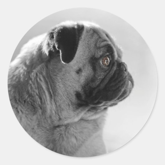 Mops in Profil Runder Aufkleber (Vorderseite)