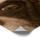 Mops in Sepia Poster (Ecke)