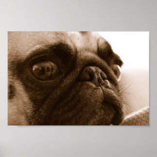 Mops in Sepia Poster