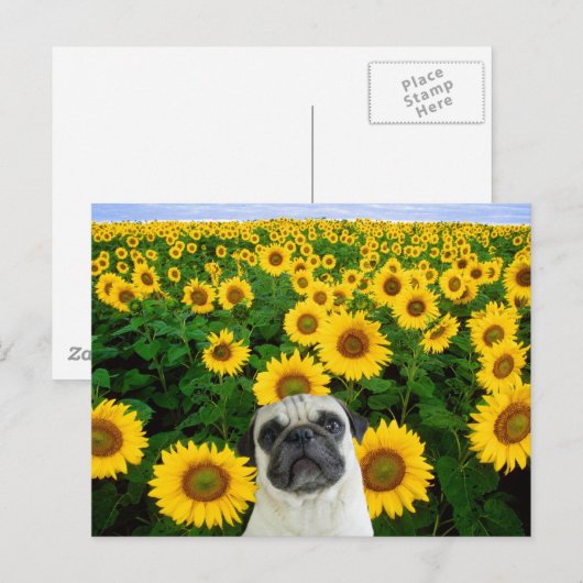Mops in Sonnenblumen Postkarte (Vorne/Hinten)