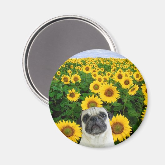 Mops in Sonnenblumenmagneten Magnet (Vorderseite/Rückseite)