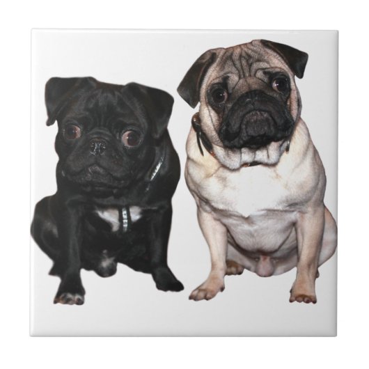 Mops Jack und Richi Fliese (Vorderseite)