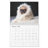 Mops Kalender (Feb 2026)