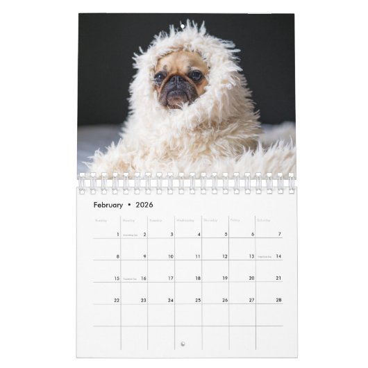 Mops Kalender (Feb 2026)