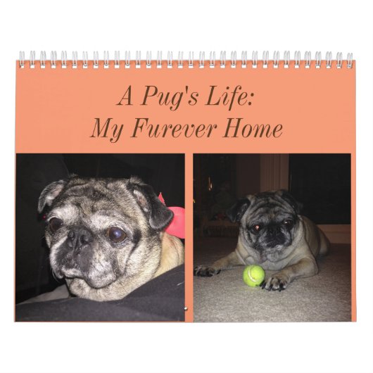 Mops-Kalender Kalender (Titelbild)