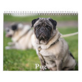 Mops-Kalender Kalender (Titelbild)