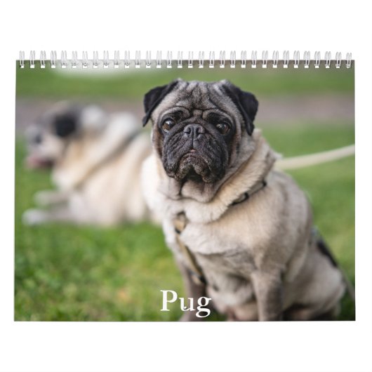 Mops-Kalender Kalender (Titelbild)