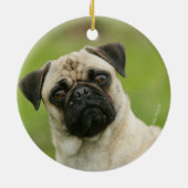 Mops-Kopf gespannt, Kamera betrachtend Keramikornament (Hinten)