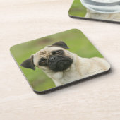 Mops-Kopf gespannt, Kamera betrachtend Untersetzer (Linke Seite)