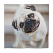 Mops-Kopfneigung Fliese (Vorderseite)