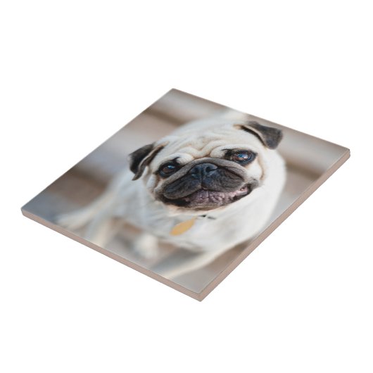 Mops-Kopfneigung Fliese (Seite)