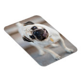 Mops-Kopfneigung Magnet (Rechte Seite)