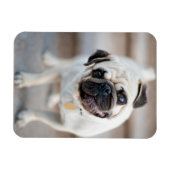 Mops-Kopfneigung Magnet (Horizontal)