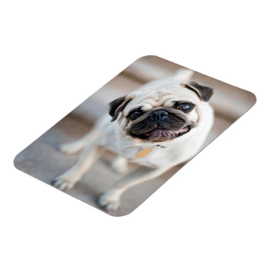 Mops-Kopfneigung Magnet (Linke Seite)