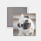 Mops-Kopfneigung Magnet (Vorderseite/Rückseite)