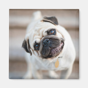 Mops-Kopfneigung Magnet