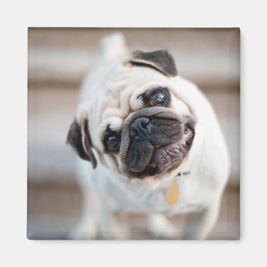 Mops-Kopfneigung Magnet (Vorne)