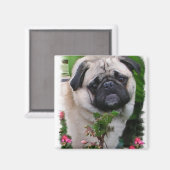 Mops Liebhaber Geschenke Magnet (Vorderseite/Rückseite)