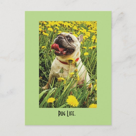 Mops Life Hund Postkarte (Vorderseite)