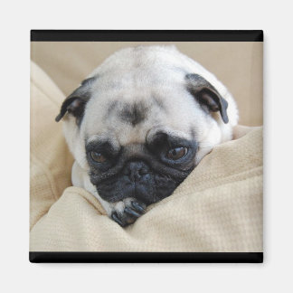Mops Magnet